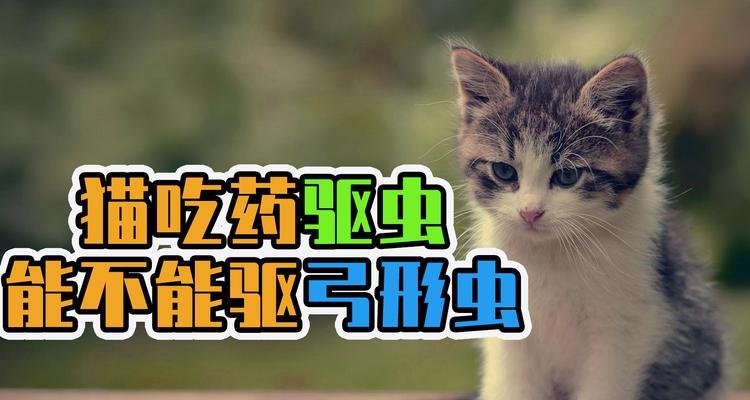 猫咪弓形虫怎么预防？有效预防措施有哪些？