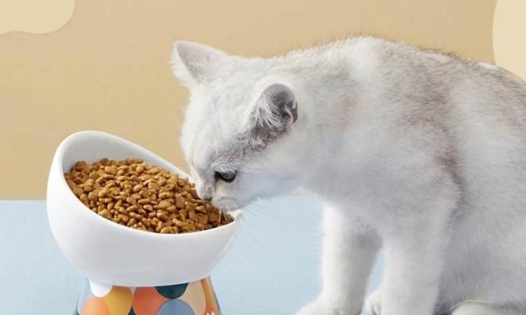 猫咪灌肠后多久可以恢复正常状态？