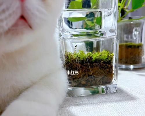 猫咪喝水之前扒爪子是什么意思？背后的原因是什么？