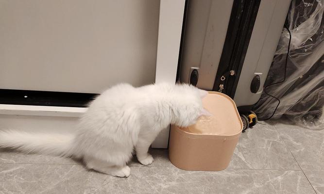 猫咪喝水之前扒爪子是什么意思？背后的原因是什么？