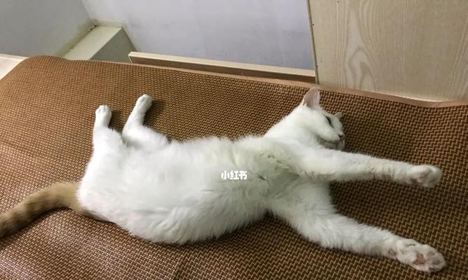 猫咪怀孕后肚子变硬是正常现象吗？需要担心吗？