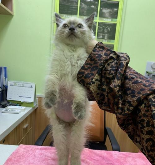 猫咪怀孕后肚子变硬是正常现象吗？需要担心吗？
