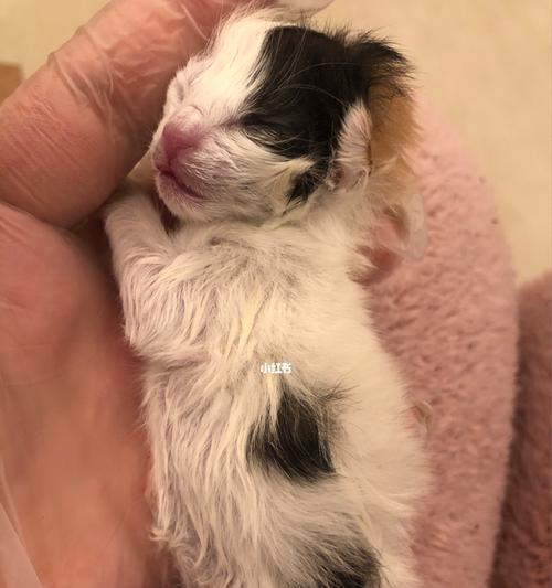 猫咪怀孕后肚子变硬是正常现象吗？需要担心吗？