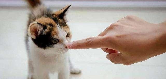 猫咪换食不吃饭怎么办？如何解决猫咪食欲不振的问题？