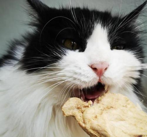 猫咪换食不吃饭怎么办？如何解决猫咪食欲不振的问题？