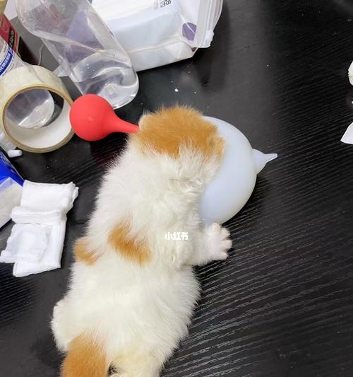 猫咪换主人怎么处理？过渡期的正确引导方法是什么？