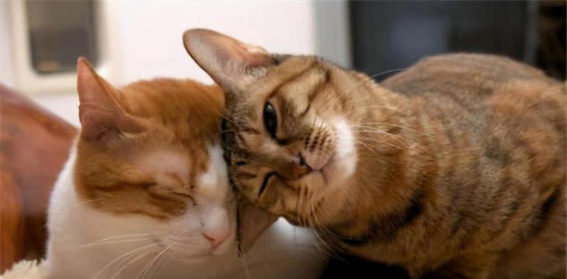 猫咪会回家代表什么？它们的归家行为有何深层含义？
