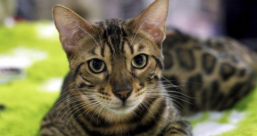 猫咪会回家代表什么？它们的归家行为有何深层含义？