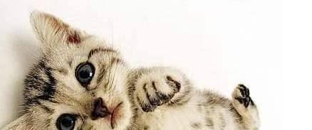猫咪会回家代表什么？它们的归家行为有何深层含义？