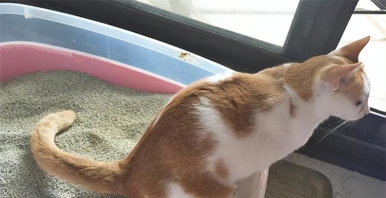 猫咪会随地大小便吗？如何训练猫咪使用猫砂盆？