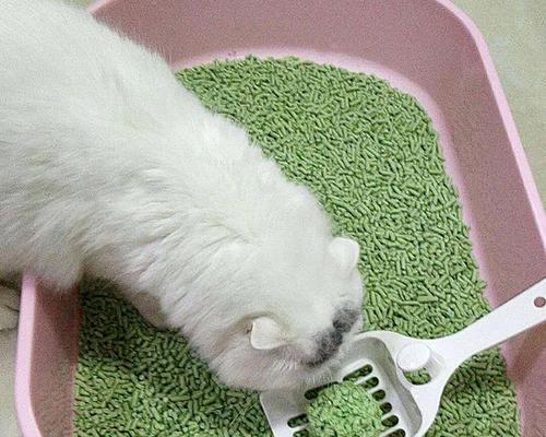 猫咪会随地大小便吗？如何训练猫咪使用猫砂盆？
