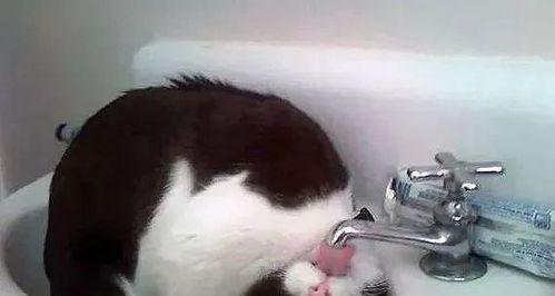 猫咪会随地大小便吗？如何训练猫咪使用猫砂盆？