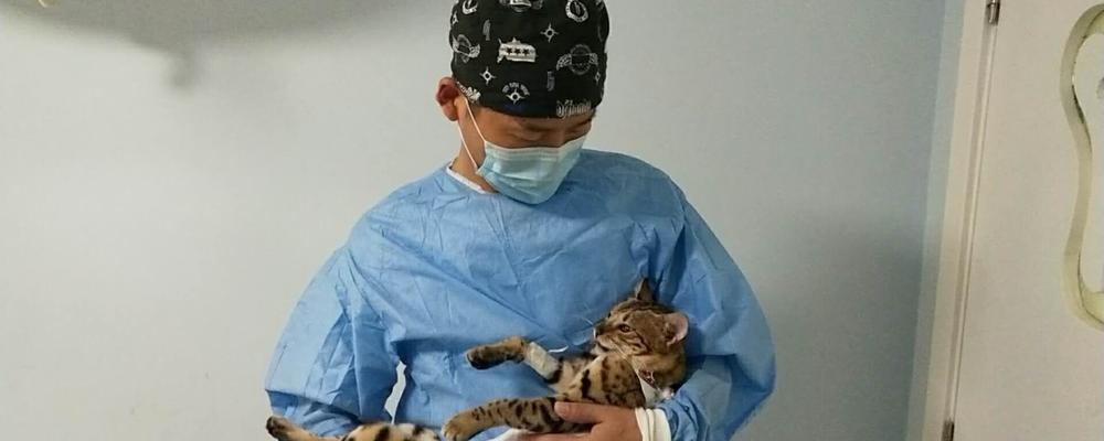 猫咪绝育手术后睡觉多久能恢复？需要注意什么？