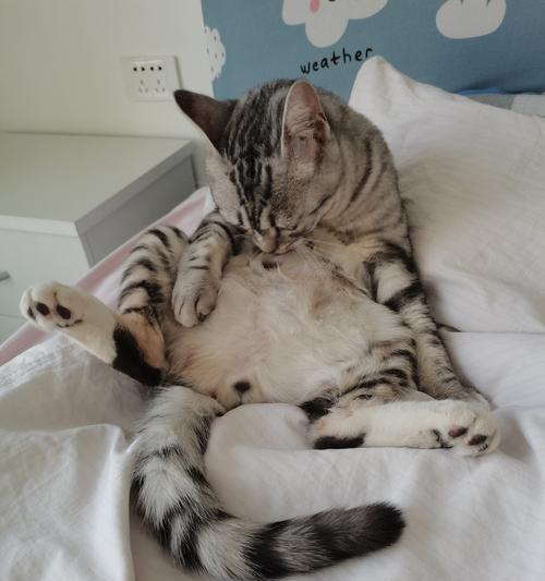 猫咪绝育手术后睡觉多久能恢复？需要注意什么？