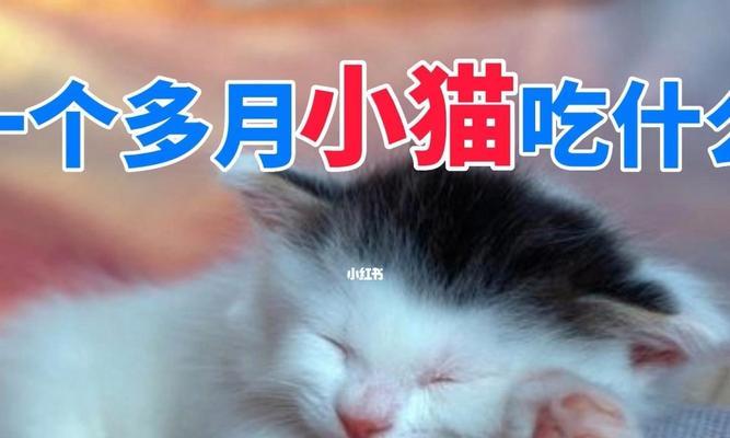 猫咪可以吃什么食物？安全饮食指南有哪些？