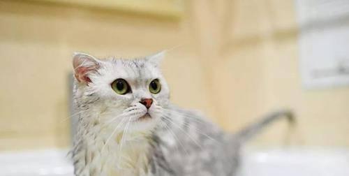 猫咪可以吃什么食物？安全饮食指南有哪些？