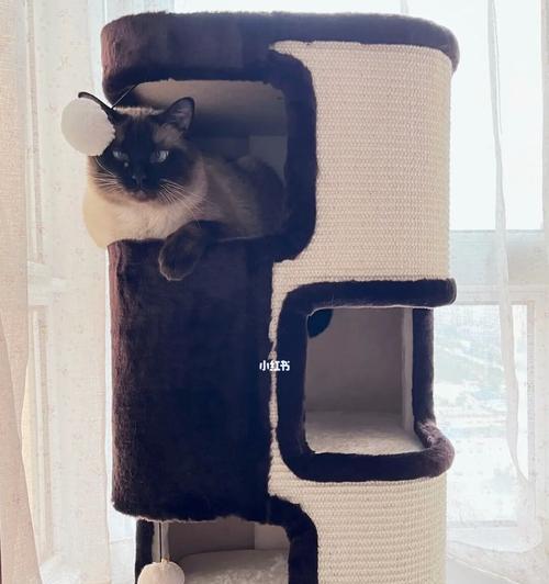 猫咪可以呆空调房吗？如何确保宠物舒适与健康？
