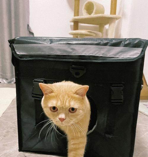 猫咪可以呆空调房吗？如何确保宠物舒适与健康？