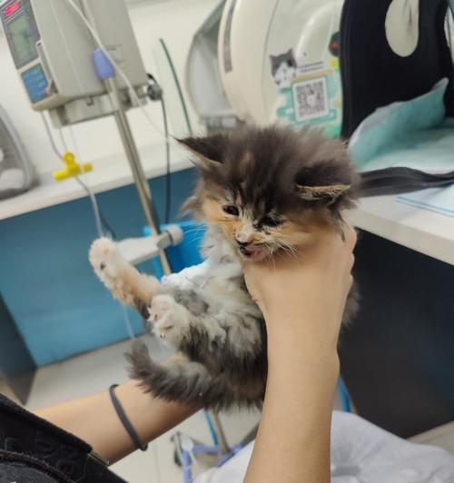 猫咪可以检查抗体么？抗体检测对宠物健康有何重要性？