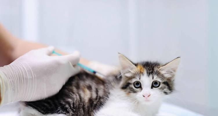 猫咪可以检查抗体么？抗体检测对宠物健康有何重要性？