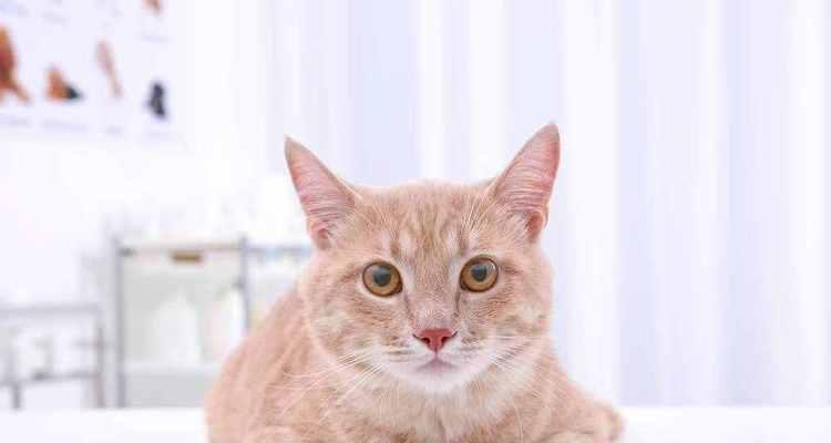猫咪可以检查抗体么？抗体检测对宠物健康有何重要性？