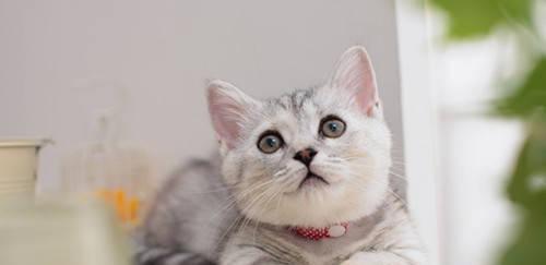 猫咪口臭是什么原因？如何有效预防和治疗？