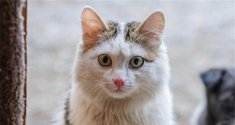 猫咪口臭是什么原因？如何有效预防和治疗？