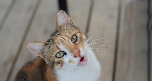 猫咪口臭是什么原因？如何有效预防和治疗？
