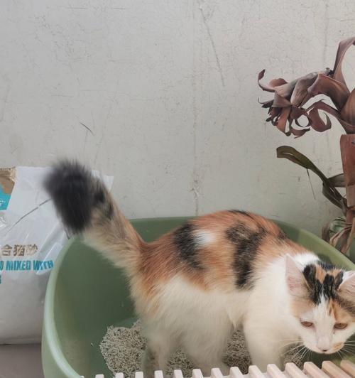 猫咪拉不出尿怎么办？吃什么能缓解症状？