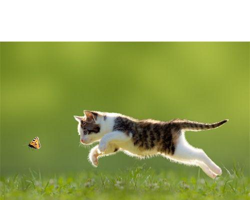 猫咪拉屎有虫子图片是怎么回事？如何处理？