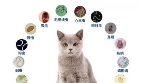 猫咪拉屎有虫子图片是怎么回事？如何处理？