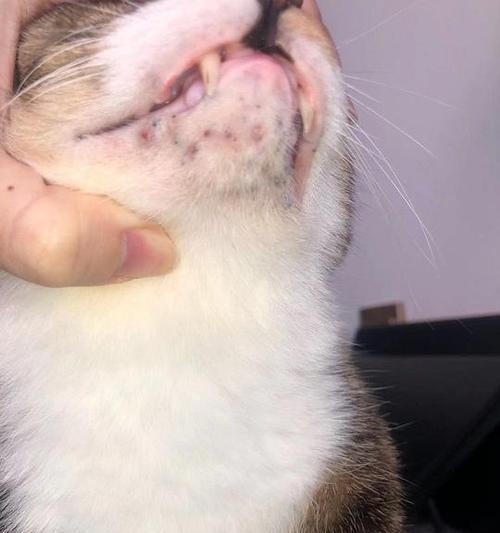 猫咪毛囊炎会传染吗？如何预防和治疗？