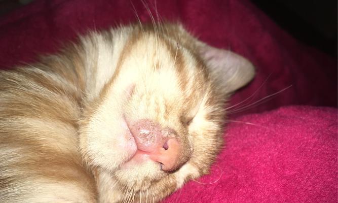 猫咪毛囊炎会传染吗？如何预防和治疗？