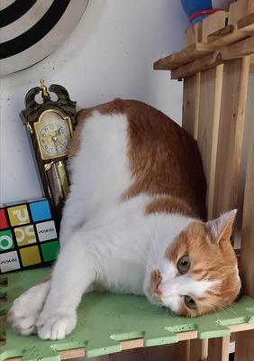 猫咪呕吐尿不出尿血怎么办？可能原因及应对措施是什么？