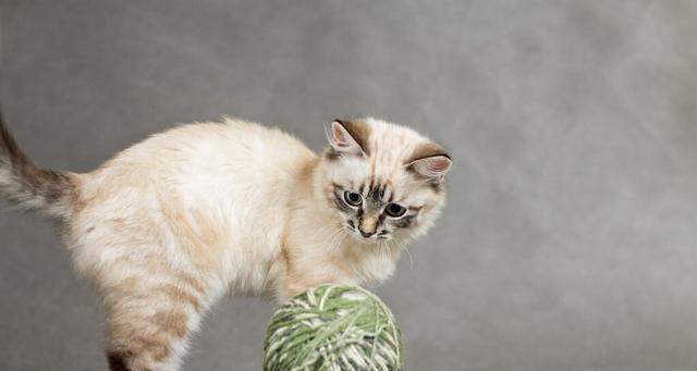 猫咪平时吃什么食物？如何为猫咪选择健康食品？
