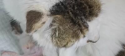 猫咪剖腹产后回家不吃东西怎么办？常见原因及解决方法是什么？