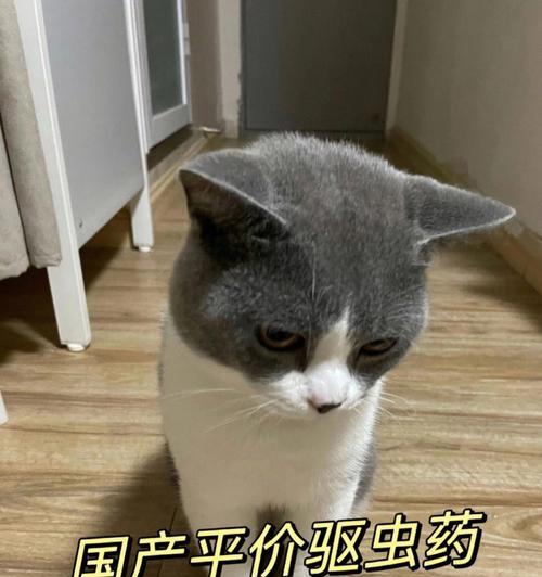 猫咪驱虫后多久可以进食？驱虫药使用后注意事项是什么？