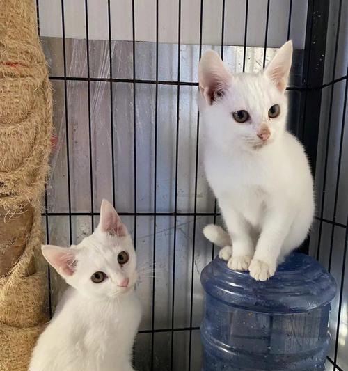 猫咪散养是什么意思？散养猫咪的好处与风险有哪些？