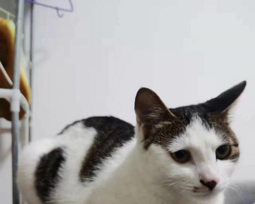 猫咪散养是什么意思？散养猫咪的好处与风险有哪些？