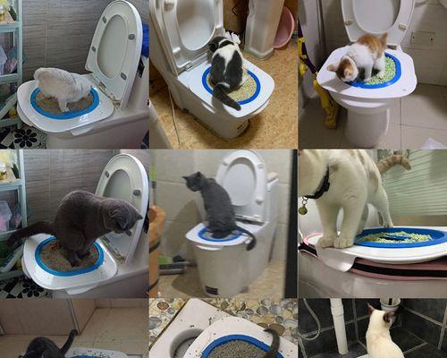 猫咪上厕所前后交换是什么意思？如何训练猫咪正确使用猫砂盆？