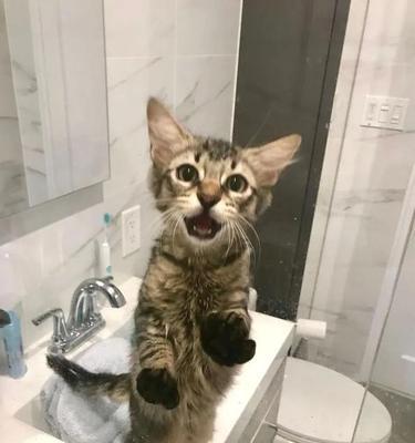 猫咪上厕所前后交换是什么意思？如何训练猫咪正确使用猫砂盆？