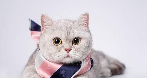 猫咪肾受损不吃东西怎么办？如何恢复食欲？