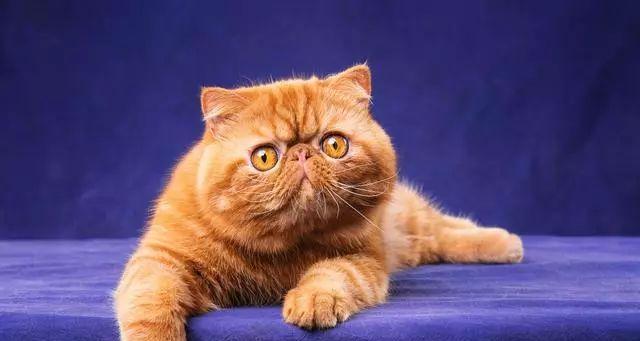 猫咪什么时候定体型？成年猫的体重标准是多少？
