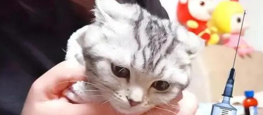 猫咪接种疫苗的最佳时间是什么时候？常见问题解答