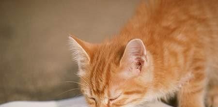 猫咪能喝奶粉吗？喝奶粉对猫咪有什么影响？