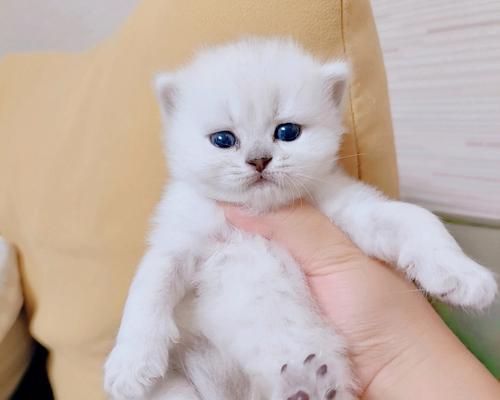 猫咪能喝奶粉吗？喝奶粉对猫咪有什么影响？