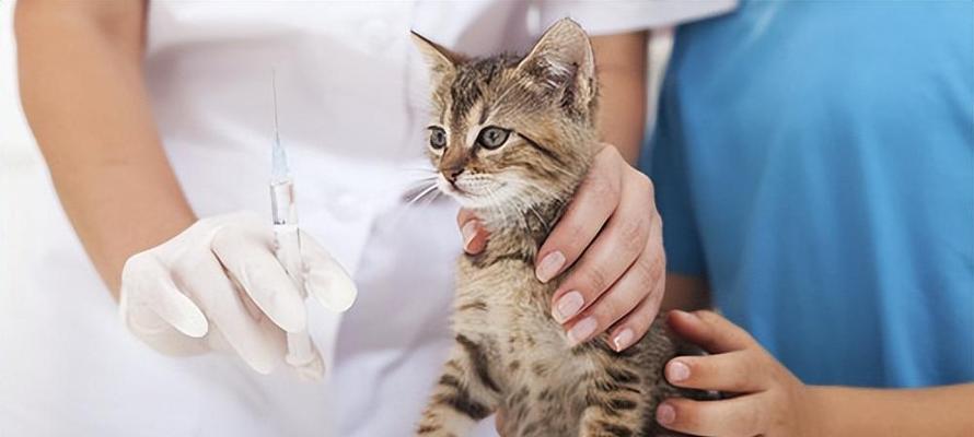 猫咪能喝奶粉吗？喝奶粉对猫咪有什么影响？