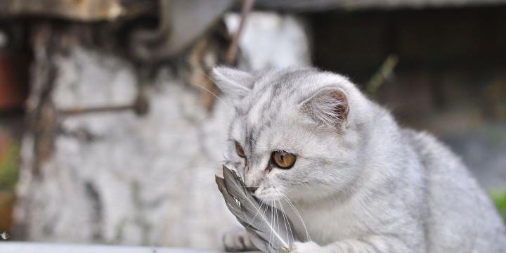 猫咪受凉呕吐怎么办？如何快速缓解猫咪不适？