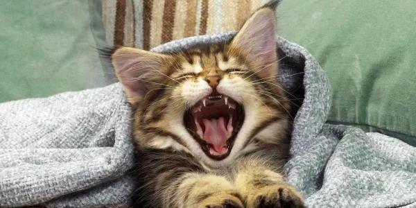 猫咪受凉呕吐怎么办？如何快速缓解猫咪不适？