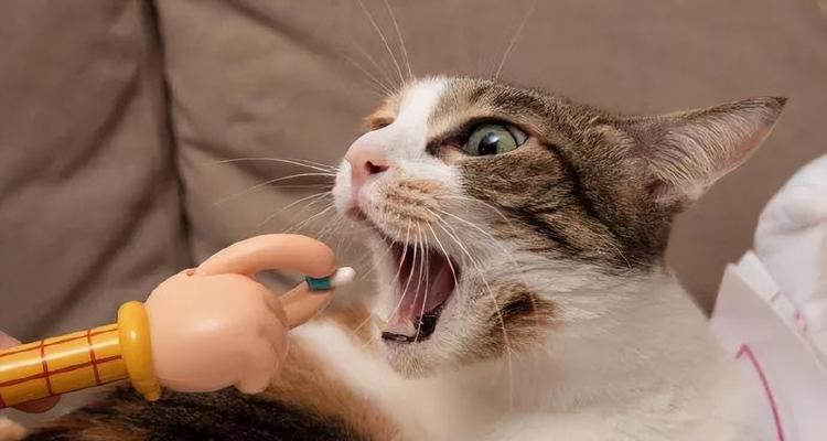 猫咪受凉呕吐怎么办？如何快速缓解猫咪不适？